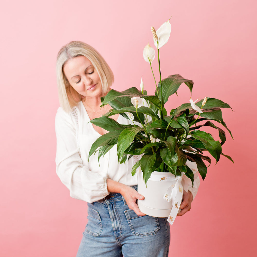 Peace Lily Potted