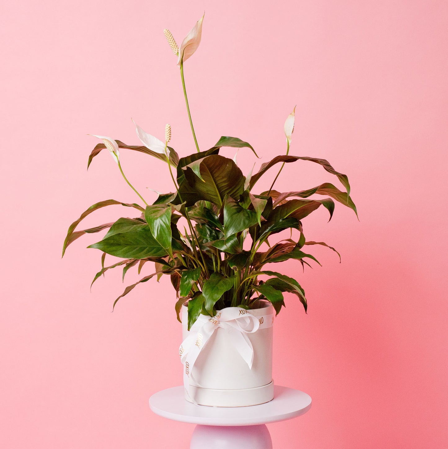 Peace Lily Potted