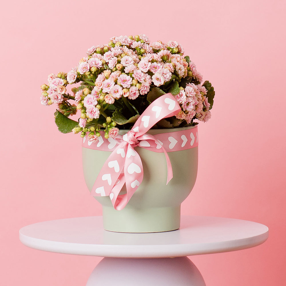 Potted Kalanchoe
