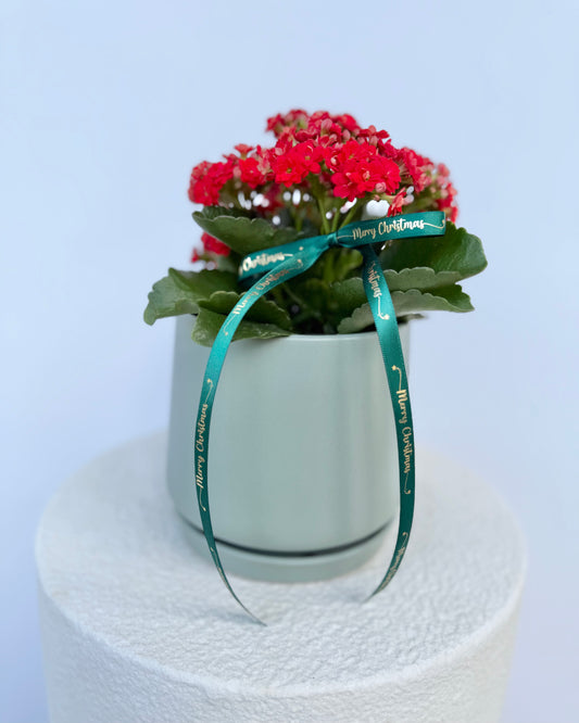 A kalanchoe Christmas to You